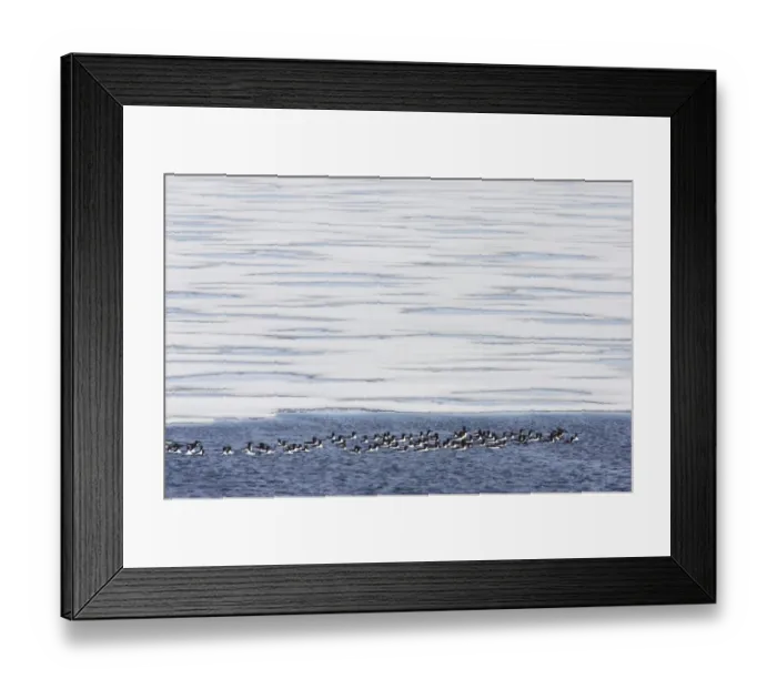 Framed Print : Brunnich's Guillemot (Uria lomvia) flock, swimming at edge of sea ice, Spitsbergen, Svalbard Framed Print : Brunnich's Guillemot (Uria lomvia) flock, swimming at edge of sea ice, Spitsbergen, Svalbard