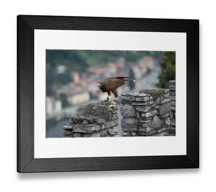 Framed Print : Harris Hawk (Parabuteo unicinctus) adult, falconry bird with radio tracking tag, Vezio Castle, Varenna, Lake Como, Lombardy, Italy Framed Print : Harris Hawk (Parabuteo unicinctus) adult, falconry bird with radio tracking tag, Vezio Castle, Varenna, Lake Como, Lombardy, Italy