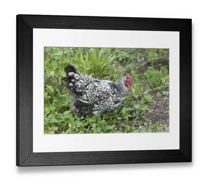 Framed Print : Domestic Chicken, Silver-laced Wyandotte, freerange hen, standing, Essex, England, august Framed Print : Domestic Chicken, Silver-laced Wyandotte, freerange hen, standing, Essex, England, august