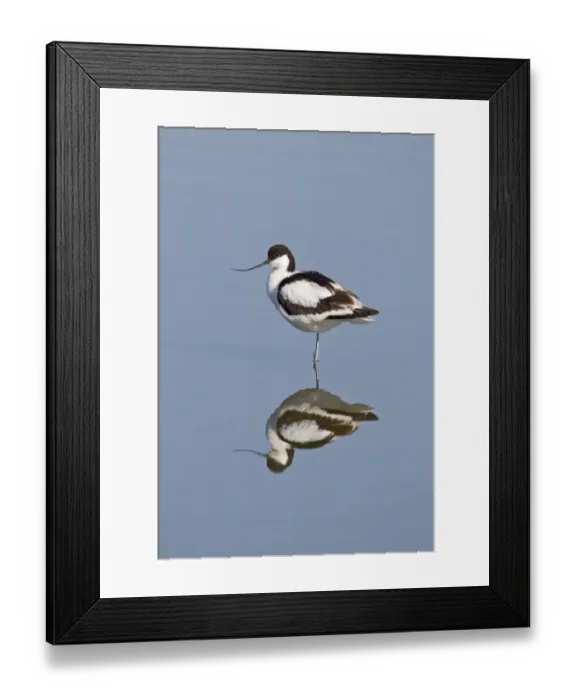 Framed Print : Eurasian Avocet (Recurvirostra avocetta) adult, standing in water with reflection, Minsmere RSPB Reserve, Suffolk, England, june Framed Print : Eurasian Avocet (Recurvirostra avocetta) adult, standing in water with reflection, Minsmere RSPB Reserve, Suffolk, England, june