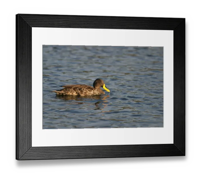 Framed Print : Yellow-billed Duck (Anas undulata) adult, swimming on lake, Kenya