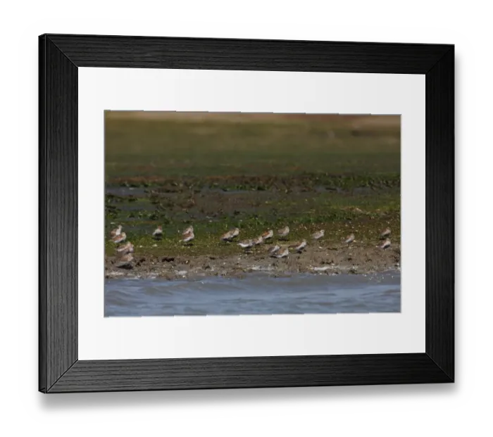 Framed Print : Dunlin (Calidris alpina) flock, roosting at edge of water, Ria Formosa NP, Algarve, Portugal, april