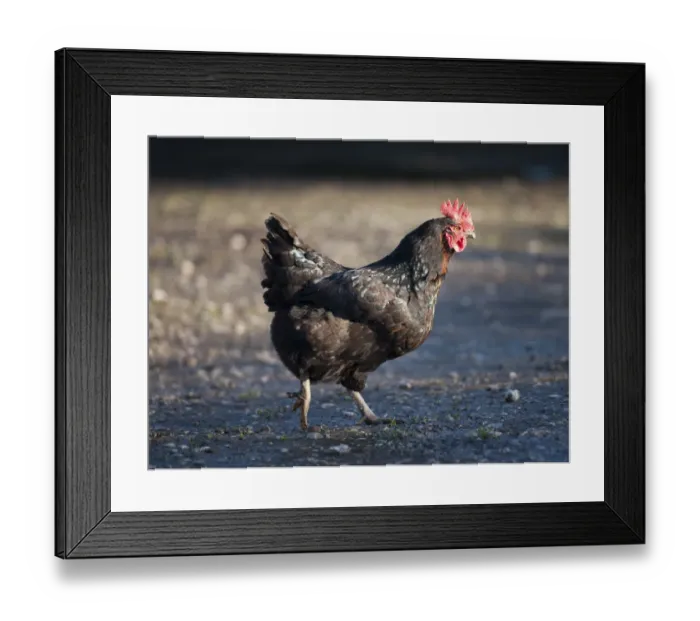 Framed Print : Domestic Chicken, Black Rock hen, walking in farmyard, Chipping, Lancashire, England, november