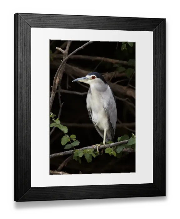 Framed Print : Black-crowned Night-heron (Nycticorax nyctocorax) adult, standing on branch, Gambia River, Niokolo-Koba area, Senegal, january