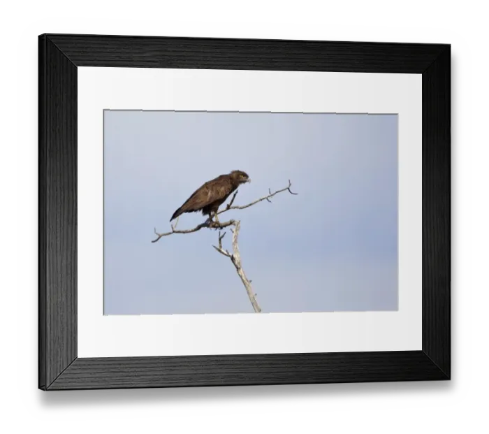 Framed Print : Brown Snake-eagle (Circaetus cinereus) adult, perched on branch, Okavango Delta, Botswana Framed Print : Brown Snake-eagle (Circaetus cinereus) adult, perched on branch, Okavango Delta, Botswana