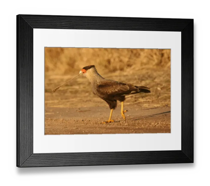 Framed Print : Southern Crested Caracara (Caracara plancus) adult, walking with stem in beak, Argentina, july Framed Print : Southern Crested Caracara (Caracara plancus) adult, walking with stem in beak, Argentina, july