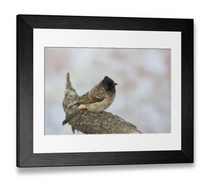 Framed Print : Red-vented Bulbul (Pycnonotus cafer) adult, perched on branch, Keoladeo Ghana N. P. (Bharatpur), Rajasthan, India