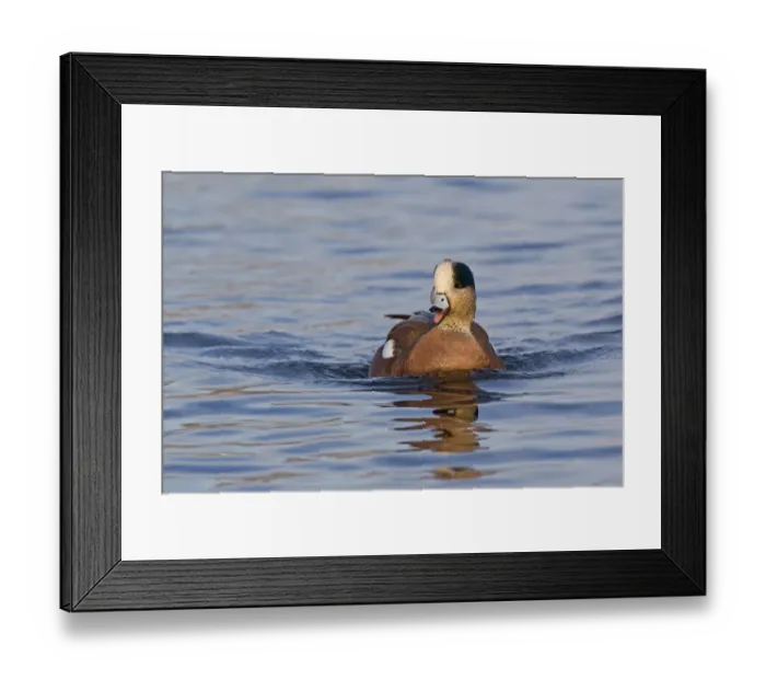 Framed Print : American Wigeon (Anas americana) adult male, calling and swimming, Socorro, New Mexico, U. S. A. december Framed Print : American Wigeon (Anas americana) adult male, calling and swimming, Socorro, New Mexico, U. S. A. december