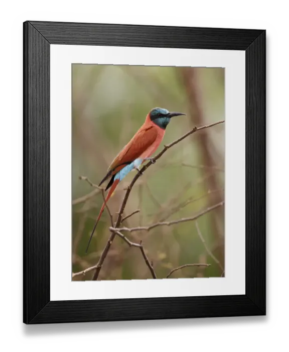 Framed Print : Northern Carmine Bee-eater (Merops nubicus) adult, perched on twig, Niokolo-Koba, Senegal, october Framed Print : Northern Carmine Bee-eater (Merops nubicus) adult, perched on twig, Niokolo-Koba, Senegal, october