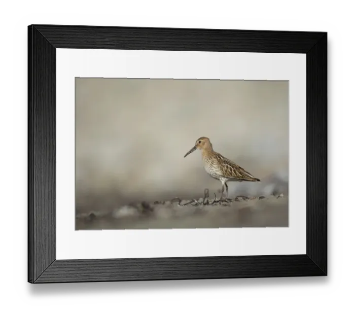 Framed Print : Dunlin (Calidris alpina) immature, foraging along beach in evening, Shetland Islands, Scotland, september