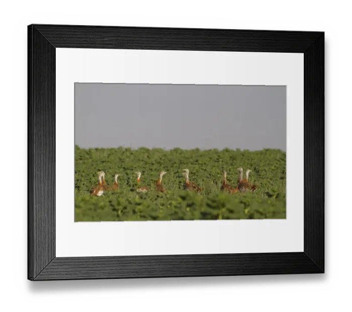 Framed Print : Great Bustard (Otis tarda) flock, standing amongst weeds in sunflower field, Northern Spain, july