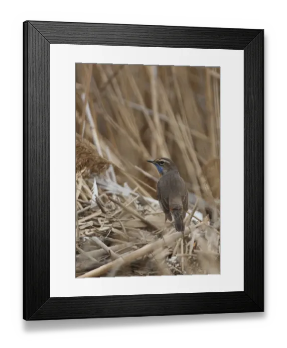 Framed Print : Bluethroat (Luscinia svecica) adult male, migrant, perched on reed stem in coastal reedbed, Beidaihe, Hebei, China, may