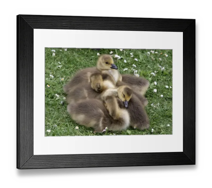 Framed Print : Canada Goose (Branta canadensis) introduced species, goslings, sleeping huddled together, London, England, may Framed Print : Canada Goose (Branta canadensis) introduced species, goslings, sleeping huddled together, London, England, may