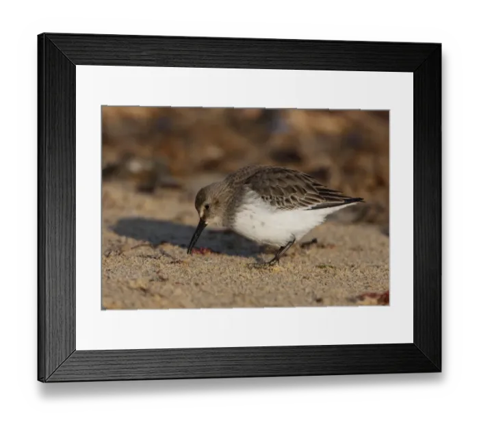 Framed Print : Dunlin (Calidris alpina) adult, winter plumage, feeding on sandy beach, Norfolk, England, december Framed Print : Dunlin (Calidris alpina) adult, winter plumage, feeding on sandy beach, Norfolk, England, december