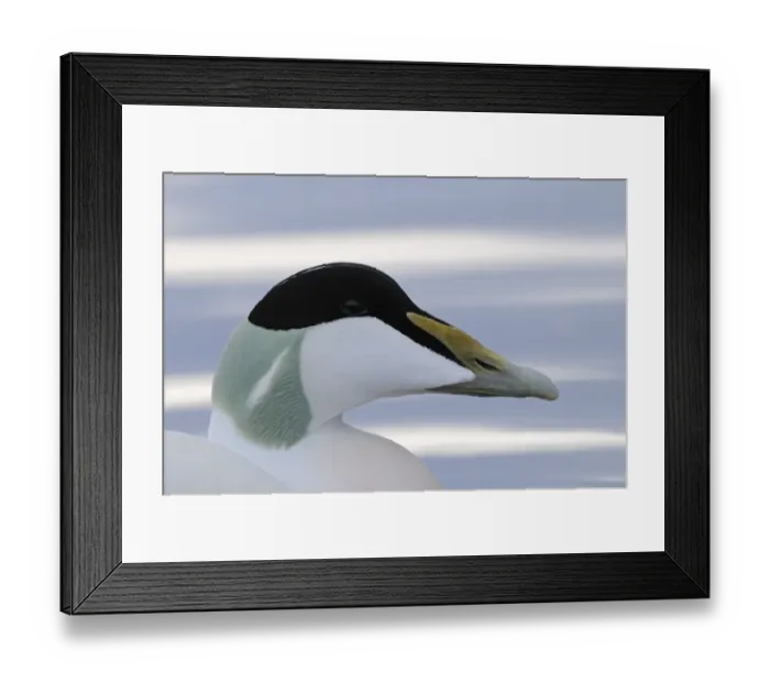 Framed Print : Common Eider (Somateria mollissima) adult male, close-up of head, Norway Framed Print : Common Eider (Somateria mollissima) adult male, close-up of head, Norway