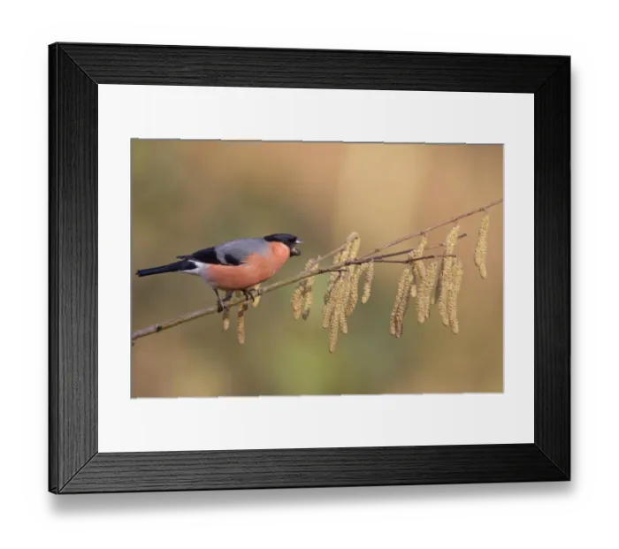 Framed Print : Eurasian Bullfinch (Pyrrhula pyrrhula) adult male, in aggressive display, perched on twig with catkins, Peak District, Derbyshire, England, april Framed Print : Eurasian Bullfinch (Pyrrhula pyrrhula) adult male, in aggressive display, perched on twig with catkins, Peak District, Derbyshire, England, april