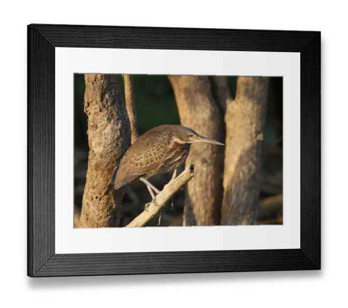 Framed Print : Black Bittern (Ixobrychus flavicollis) juvenile, perched on branch of riverside tree, Kakadu, Northern Territory, Australia, september Framed Print : Black Bittern (Ixobrychus flavicollis) juvenile, perched on branch of riverside tree, Kakadu, Northern Territory, Australia, september