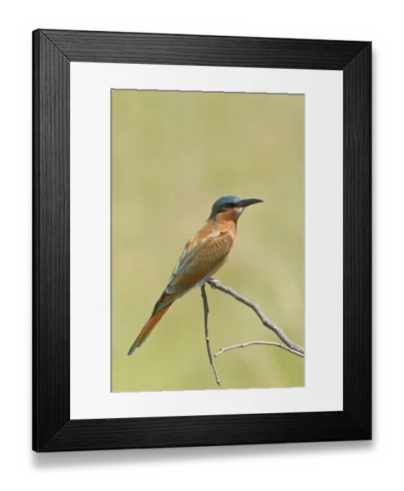Framed Print : Southern Carmine Bee-eater (Merops nubicoides) immature, perched on twig, Okavango Delta, Botswana Framed Print : Southern Carmine Bee-eater (Merops nubicoides) immature, perched on twig, Okavango Delta, Botswana