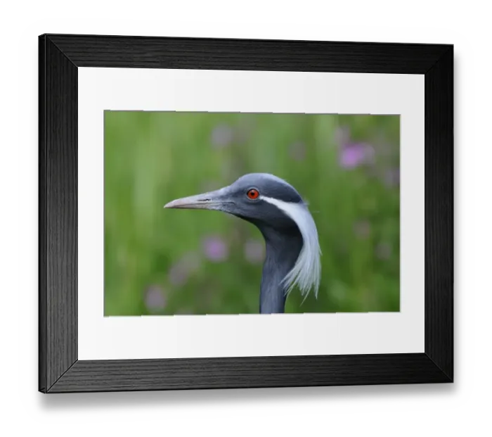 Framed Print : Demoiselle Crane (Anthropoides virgo) adult, close-up of head (captive) Framed Print : Demoiselle Crane (Anthropoides virgo) adult, close-up of head (captive)