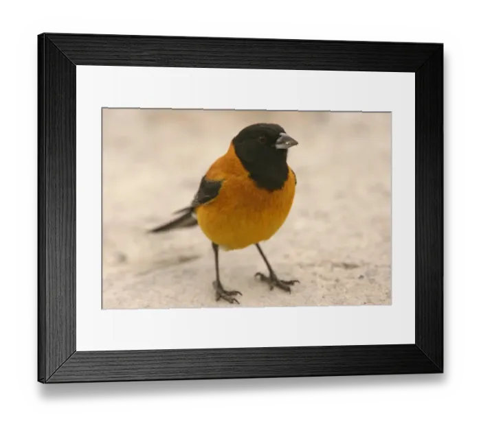 Framed Print : Black-hooded Sierra-finch (Phrygilus atriceps) adult male, standing on ground, Parinacota, Northern Chile, november Framed Print : Black-hooded Sierra-finch (Phrygilus atriceps) adult male, standing on ground, Parinacota, Northern Chile, november