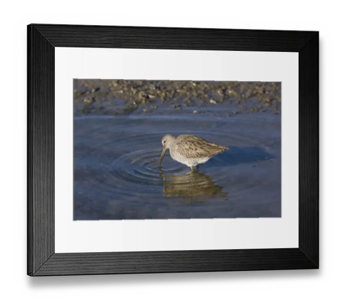Framed Print : Short-billed Dowitcher (Limnodromus griseus) adult, winter plumage, feeding in lagoon, Elkhorn Slough, California, U. S. A. november Framed Print : Short-billed Dowitcher (Limnodromus griseus) adult, winter plumage, feeding in lagoon, Elkhorn Slough, California, U. S. A. november