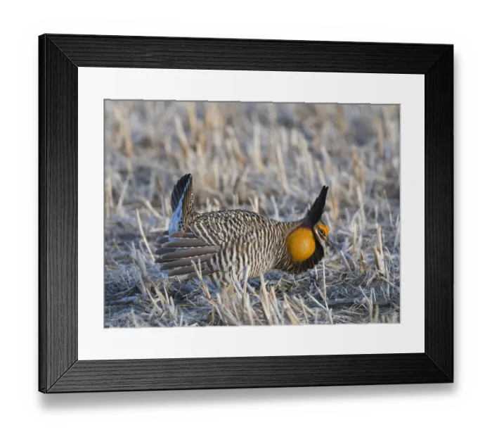 Framed Print : Greater Prairie-chicken (Tympanuchus cupido) adult male, displaying on lekking ground, Sandhills, Nebraska, U. S. A. april Framed Print : Greater Prairie-chicken (Tympanuchus cupido) adult male, displaying on lekking ground, Sandhills, Nebraska, U. S. A. april