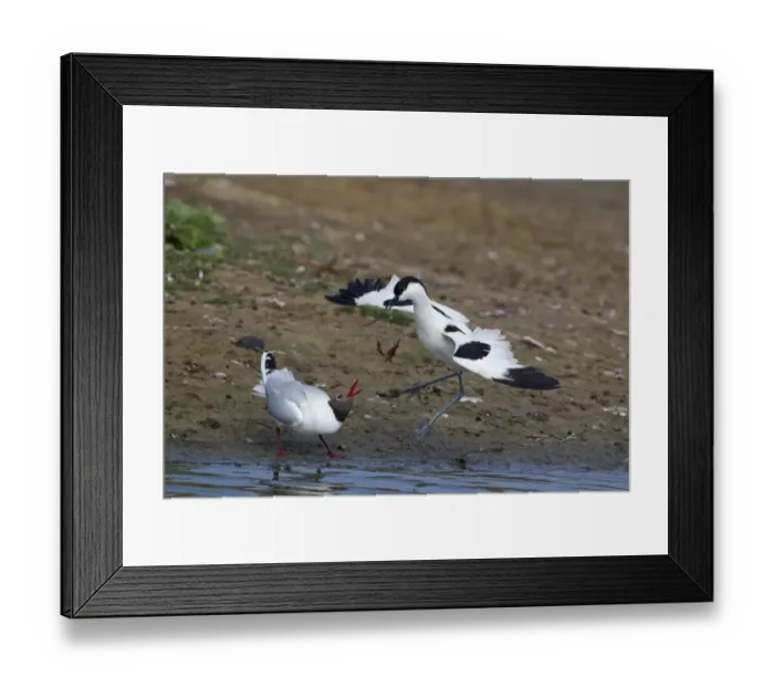 Framed Print : Eurasian Avocet (Recurvirostra avocetta) adult, attacking Black-headed Gull (Larus ridibundus) adult, summer plumage, Minsmere RSPB Reserve, Suffolk, England, june Framed Print : Eurasian Avocet (Recurvirostra avocetta) adult, attacking Black-headed Gull (Larus ridibundus) adult, summer plumage, Minsmere RSPB Reserve, Suffolk, England, june
