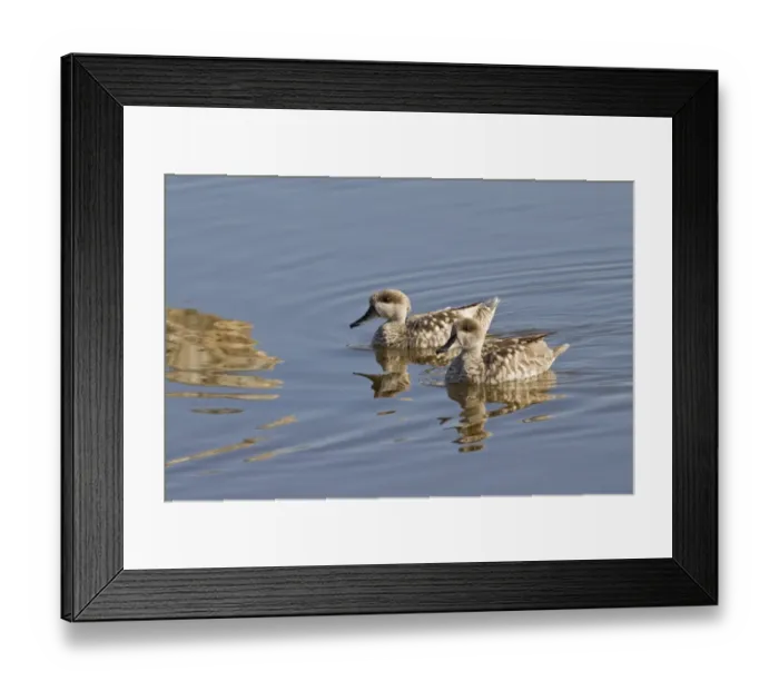 Framed Print : Marbled Teal (Marmaronetta angustirostris) adult pair, swimming, Albufera Reserve, Mallorca, Balearic Islands, Spain, may