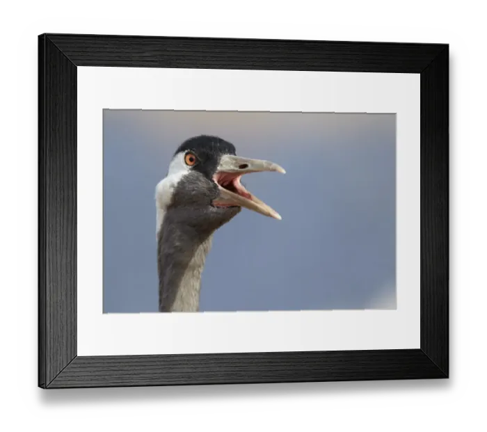 Framed Print : Common Crane (Grus grus) adult, close-up of head, calling, Lake Hornborga, Sweden Framed Print : Common Crane (Grus grus) adult, close-up of head, calling, Lake Hornborga, Sweden