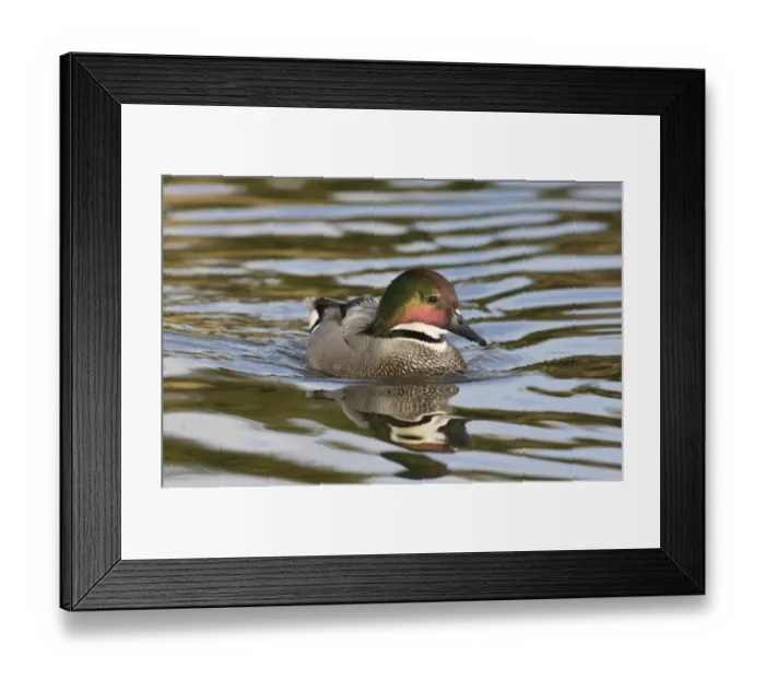 Framed Print : Falcated Teal (Anas falcata) adult male, swimming (captive) Framed Print : Falcated Teal (Anas falcata) adult male, swimming (captive)