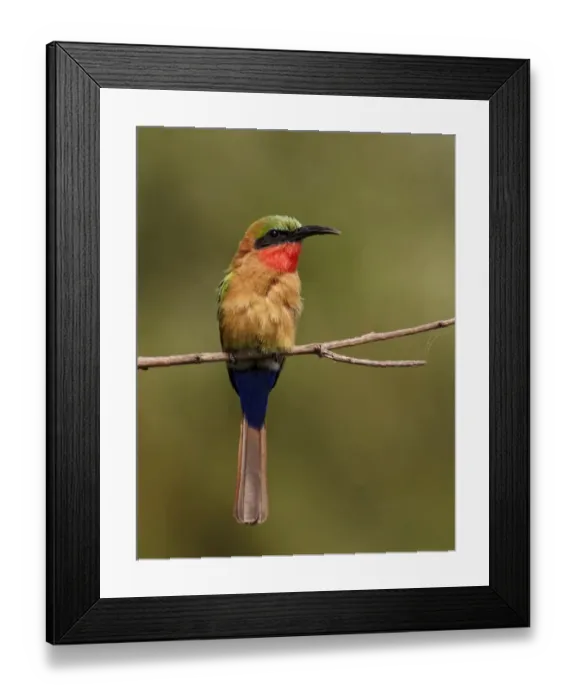 Framed Print : Red-throated Bee-eater (Merops bulocki) adult, perched on twig, Niokolo-Koba, Senegal, january