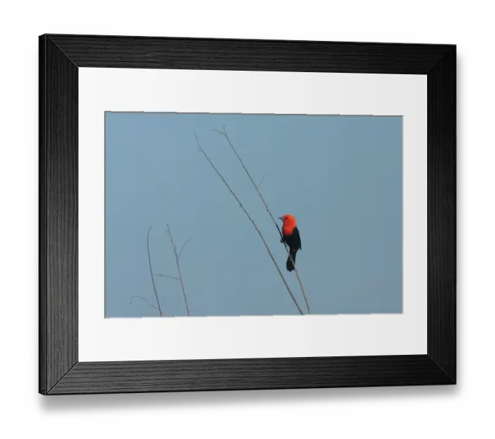 Framed Print : Scarlet-headed Blackbird (Amblyramphus holosericeus) adult male, perched at elevated songpost, Otamendi Nature Reserve, Buenos Aires, Argentina, october Framed Print : Scarlet-headed Blackbird (Amblyramphus holosericeus) adult male, perched at elevated songpost, Otamendi Nature Reserve, Buenos Aires, Argentina, october