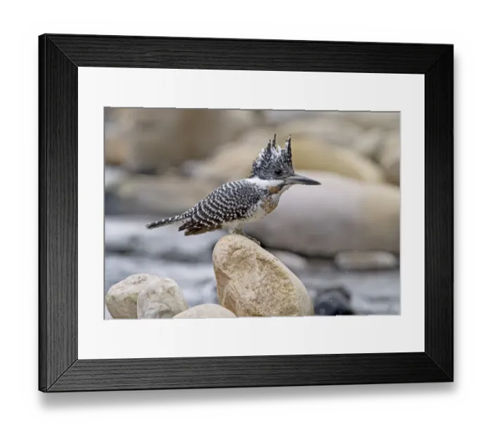 Framed Print : Crested Kingfisher (Megaceryle lugubris) adult, perched on rock beside stream, Northern India, january