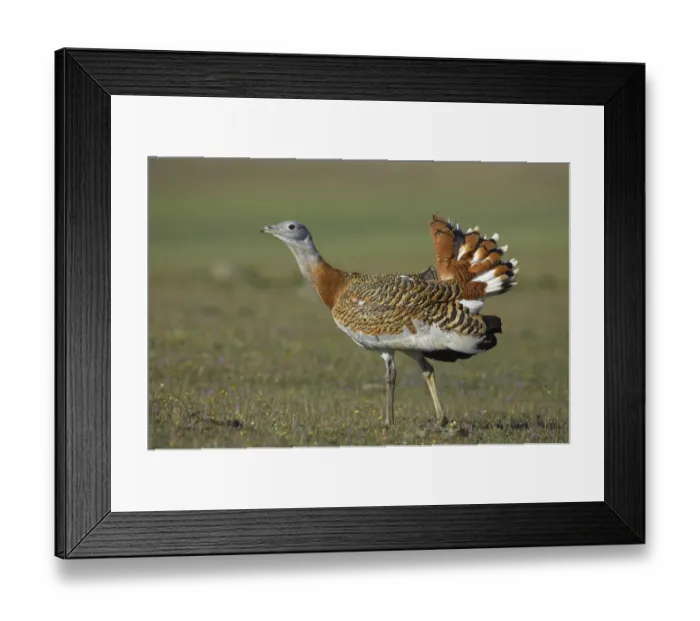Framed Print : Great Bustard (Otis tarda) adult male, walking, Extremadura, Spain Framed Print : Great Bustard (Otis tarda) adult male, walking, Extremadura, Spain