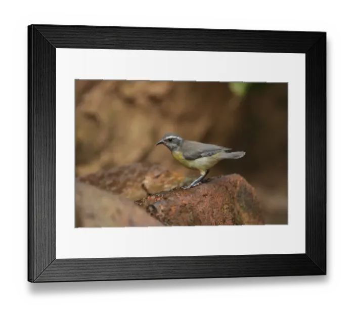 Framed Print : Bananaquit (Coereba flaveola) juvenile, approaching drinking pool, Puerto Iguazu, Misiones, Argentina, november