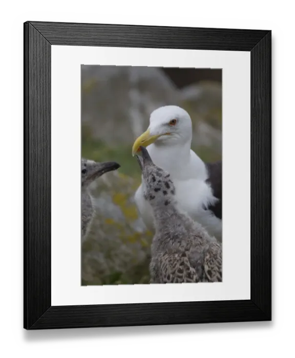Framed Print : Great Black-backed Gull (Larus marinus) adult with chicks, begging for food, pecking at beak spot, Saltee Islands, Ireland, july Framed Print : Great Black-backed Gull (Larus marinus) adult with chicks, begging for food, pecking at beak spot, Saltee Islands, Ireland, july