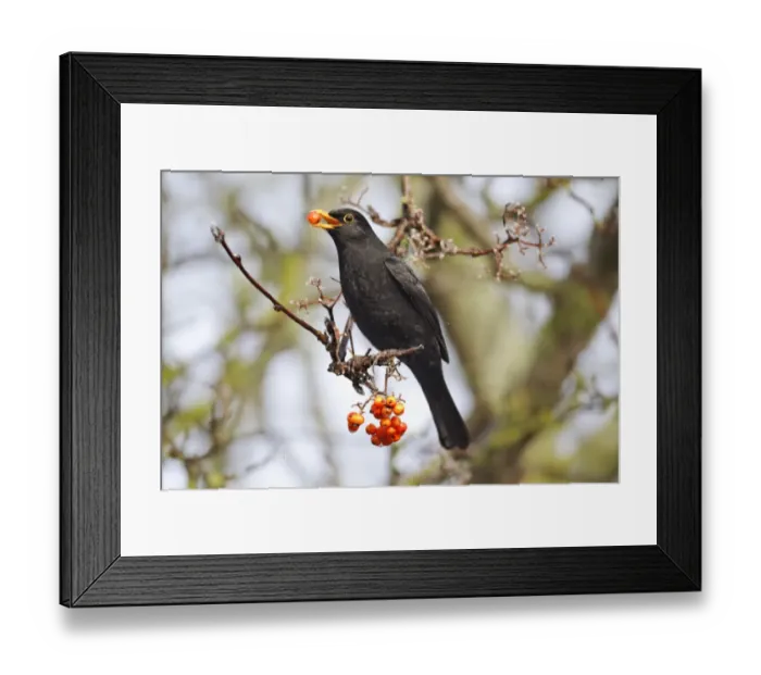 Framed Print : European Blackbird (Turdus merula) adult male, feeding on rowan berries, Midlands, England, december Framed Print : European Blackbird (Turdus merula) adult male, feeding on rowan berries, Midlands, England, december