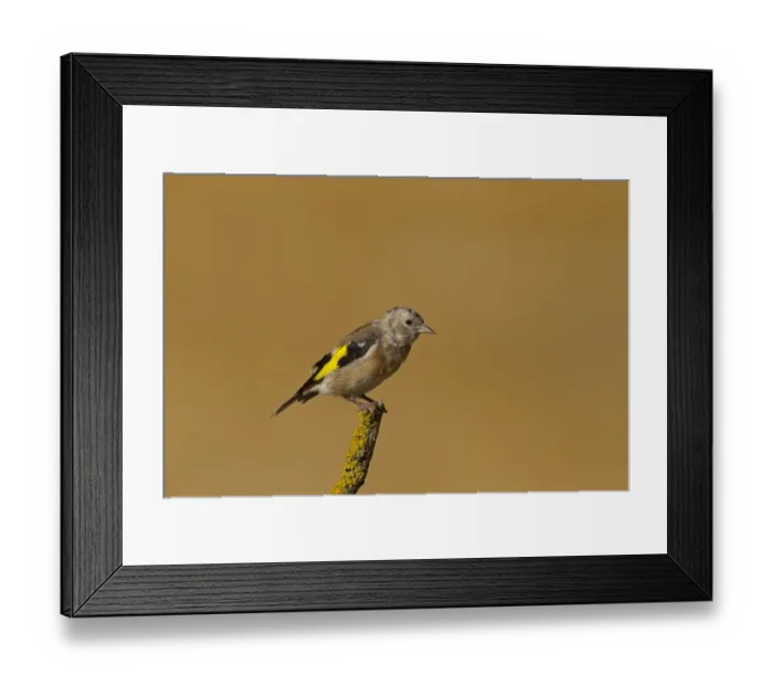 Framed Print : European Goldfinch (Carduelis carduelis) juvenile, moulting to adult plumage, perched on twig, Northern Spain, september Framed Print : European Goldfinch (Carduelis carduelis) juvenile, moulting to adult plumage, perched on twig, Northern Spain, september