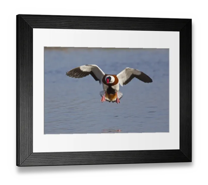 Framed Print : Common Shelduck (Tadorna tadorna) adult male, in flight, landing on water, Slimbridge, Gloucestershire, England, february Framed Print : Common Shelduck (Tadorna tadorna) adult male, in flight, landing on water, Slimbridge, Gloucestershire, England, february