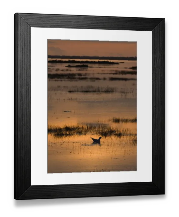 Framed Print : Black-headed Gull (Larus ridibundus) adult, swimming, silhouetted at dusk on flooded saltmarsh habitat, Titchwell, Norfolk, England, april Framed Print : Black-headed Gull (Larus ridibundus) adult, swimming, silhouetted at dusk on flooded saltmarsh habitat, Titchwell, Norfolk, England, april