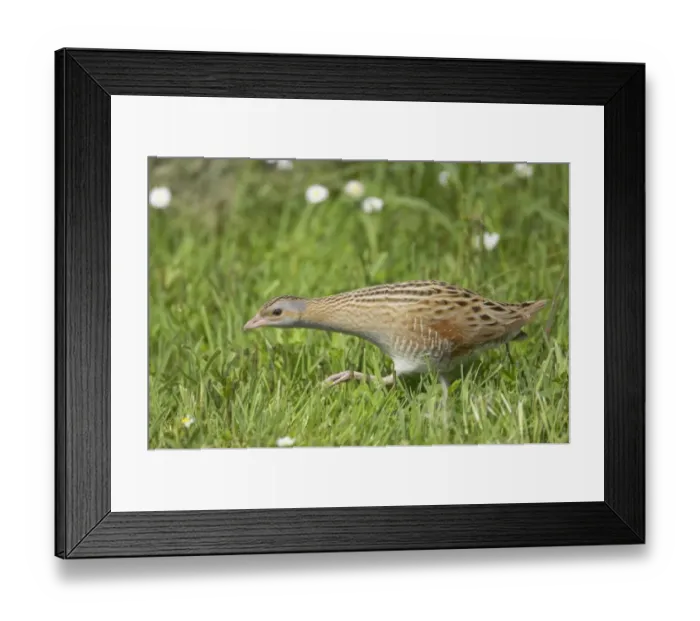 Framed Print : Corncrake (Crex crex) adult, walking across open ground, South Uist, Outer Hebrides, Scotland Framed Print : Corncrake (Crex crex) adult, walking across open ground, South Uist, Outer Hebrides, Scotland