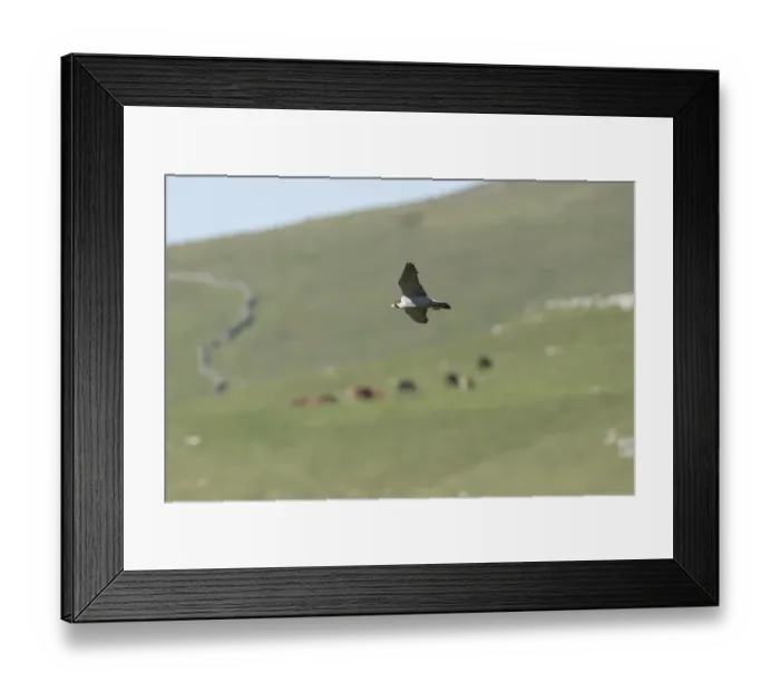 Framed Print : Peregrine Falcon (Falco peregrinus) adult, in flight over hillside with grazing cattle, Malham Cove, Malhamdale, Yorkshire Dales N. P. North Yorkshire, England, june Framed Print : Peregrine Falcon (Falco peregrinus) adult, in flight over hillside with grazing cattle, Malham Cove, Malhamdale, Yorkshire Dales N. P. North Yorkshire, England, june