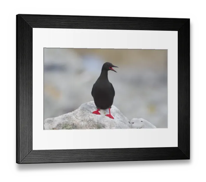 Framed Print : Black Guillemot (Cepphus grylle) adult, yawning, standing on coastal rock, Shetland Islands, Scotland, june Framed Print : Black Guillemot (Cepphus grylle) adult, yawning, standing on coastal rock, Shetland Islands, Scotland, june