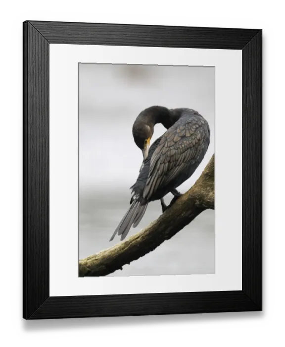 Framed Print : Great Cormorant (Phalacrocorax carbo) adult, preening, perched on branch overhanging inland lake, Midlands, England, october