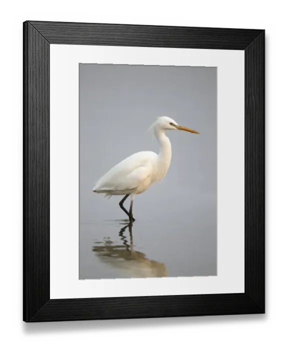 Framed Print : Chinese Egret (Egretta eulophotes) adult, in breeding plumage, wading in shallow water, Mai Po Nature Reserve, Hong Kong, China, may Framed Print : Chinese Egret (Egretta eulophotes) adult, in breeding plumage, wading in shallow water, Mai Po Nature Reserve, Hong Kong, China, may