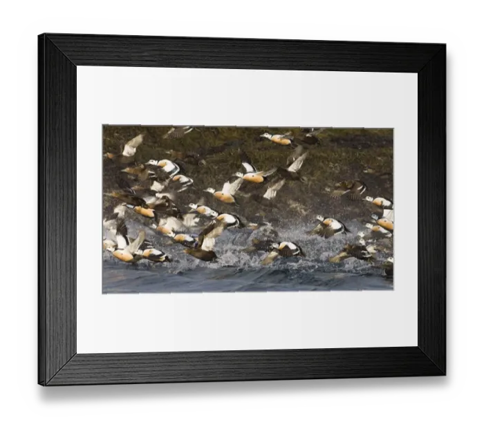 Framed Print : Steller's Eider (Polysticta stelleri) adult males and females, flock in flight, taking off from sea, Varanger Fjord, Northern Norway, march Framed Print : Steller's Eider (Polysticta stelleri) adult males and females, flock in flight, taking off from sea, Varanger Fjord, Northern Norway, march