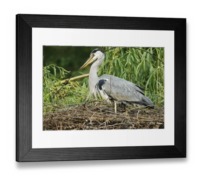 Framed Print : Grey Heron (Ardea cinerea) adult with chick, adding stick nesting material to nest in tree, Midlands, England, april Framed Print : Grey Heron (Ardea cinerea) adult with chick, adding stick nesting material to nest in tree, Midlands, England, april