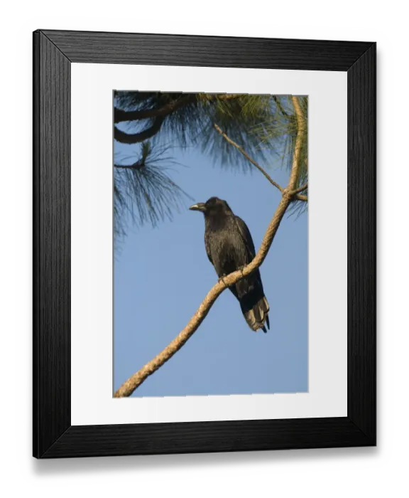 Framed Print : American Crow (Corvus brachyrhynchos) adult, perched on conifer branch, San Diego, California, U. S. A. april Framed Print : American Crow (Corvus brachyrhynchos) adult, perched on conifer branch, San Diego, California, U. S. A. april