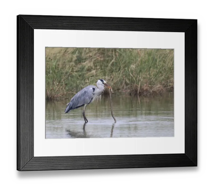 Framed Print : Grey Heron (Ardea cinerea) adult, feeding on snake in water, Hong Kong, China, november Framed Print : Grey Heron (Ardea cinerea) adult, feeding on snake in water, Hong Kong, China, november