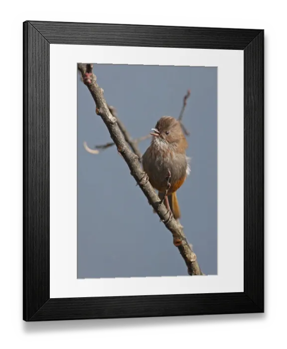 Framed Print : Brown-throated Fulvetta (Alcippe ludlowi) adult, singing, perched on twig, below Sella Pass, Arunachal Pradesh, India, january Framed Print : Brown-throated Fulvetta (Alcippe ludlowi) adult, singing, perched on twig, below Sella Pass, Arunachal Pradesh, India, january